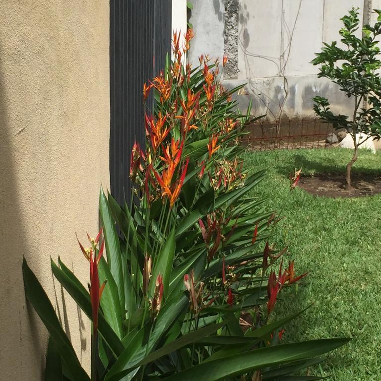 Airport Rio Segundo Studio Bed & Breakfast Alajuela Exterior photo